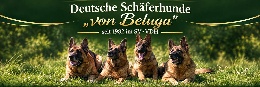     Zuchtstätte für Deutsche Schäferhunde             